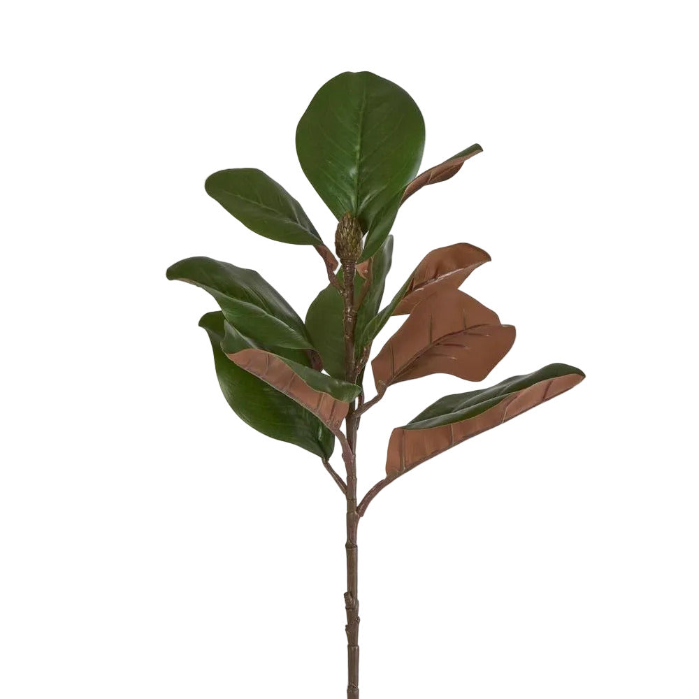 Southern Magnolia Branch