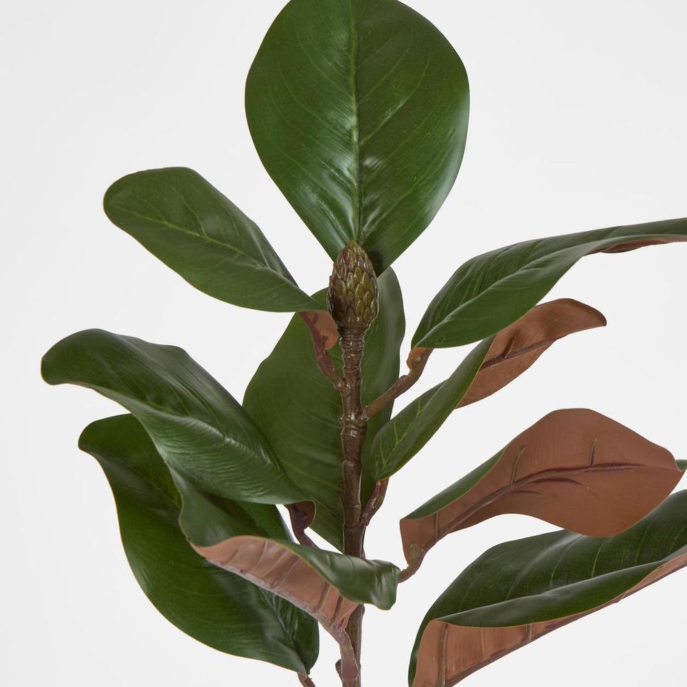 Southern Magnolia Branch image 2