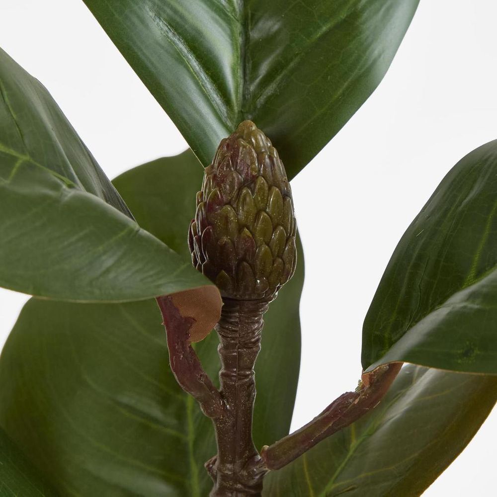 Southern Magnolia Branch image 3