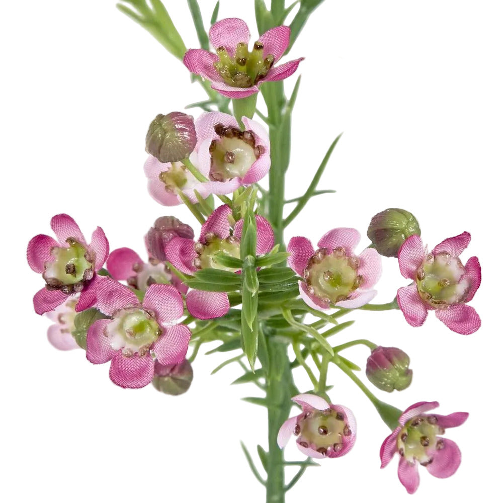 Wax Flower Dark Pink 64cm image 3