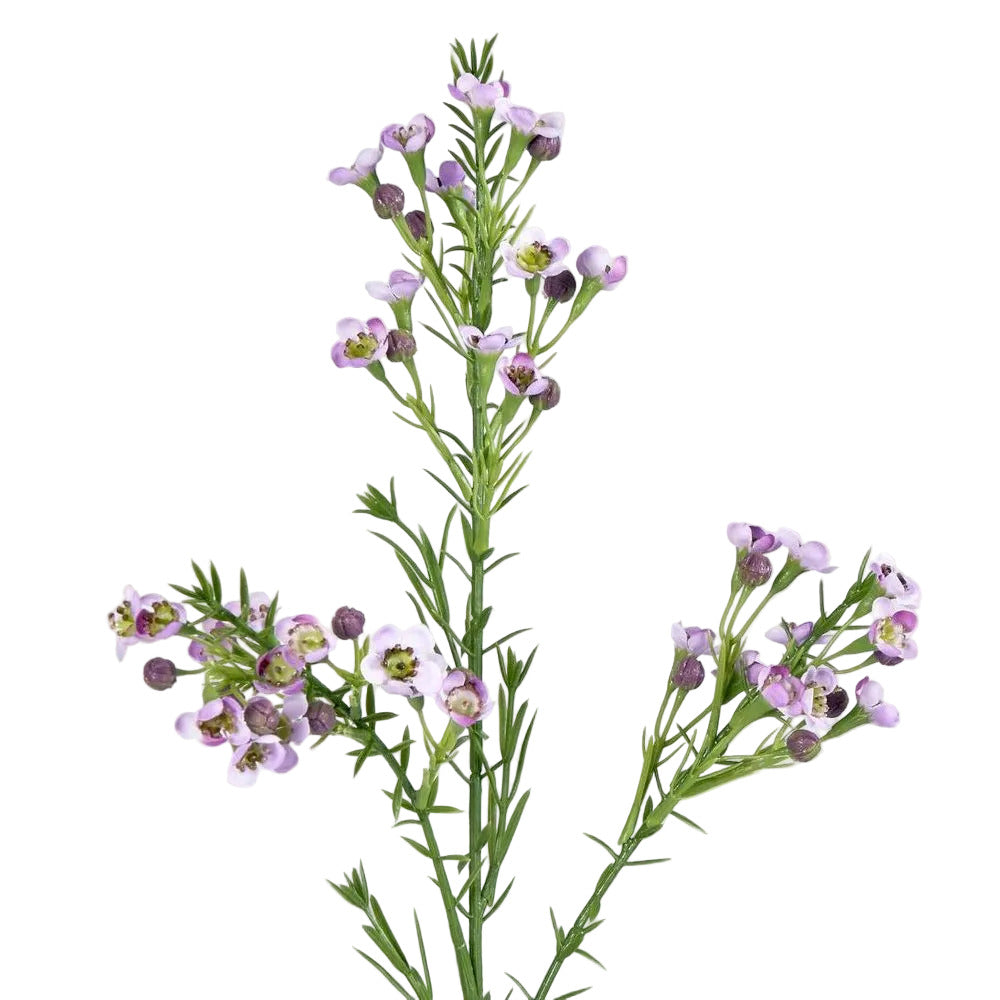 Wax Flower Lilac 64cm image 2