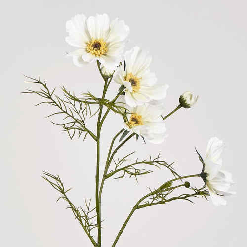 Cosmos Spray 64cm White image 2