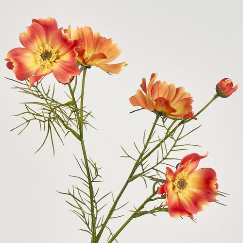 Cosmos Spray 64cm Orange image 2