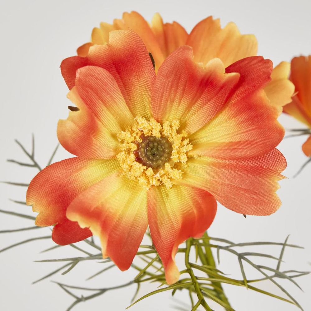 Cosmos Spray 64cm Orange image 3