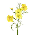 Cosmos Spray 64cm Yellow