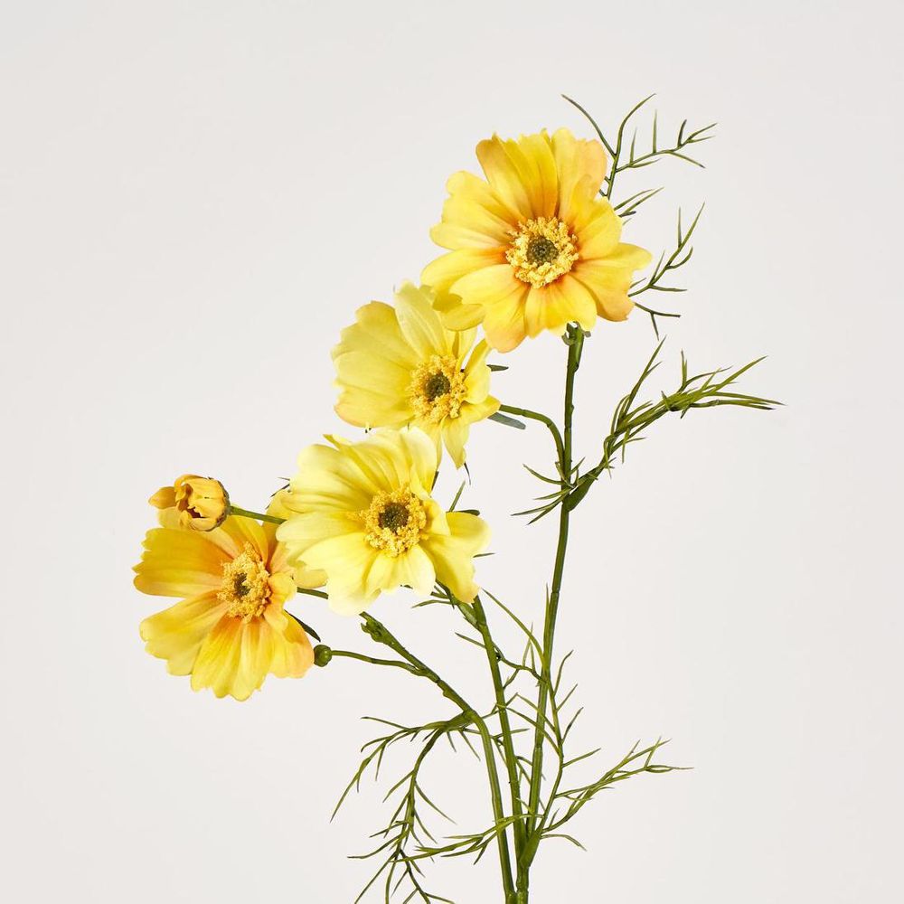 Cosmos Spray 64cm Yellow image 2