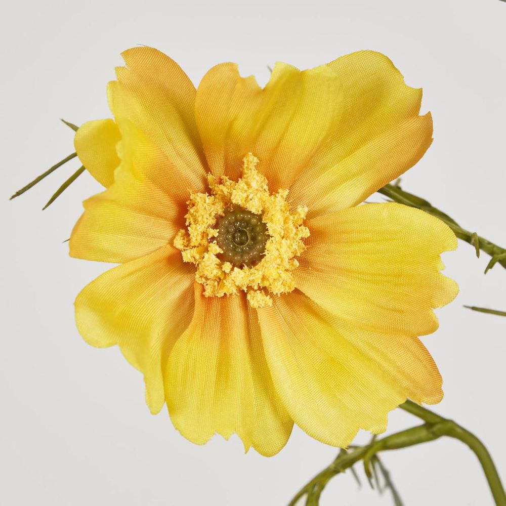 Cosmos Spray 64cm Yellow image 3