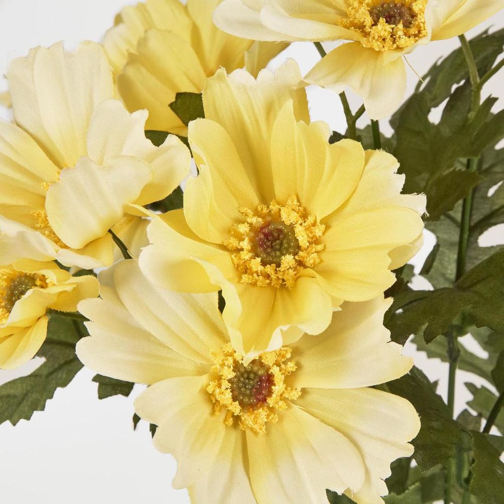 Cosmos Bush 48cm Yellow image 3
