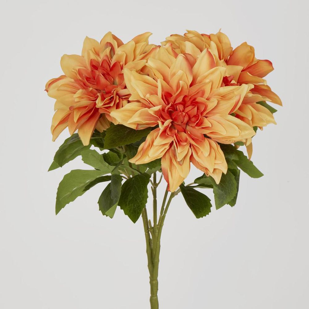 Dahlia Bush x 5 Orange image 2