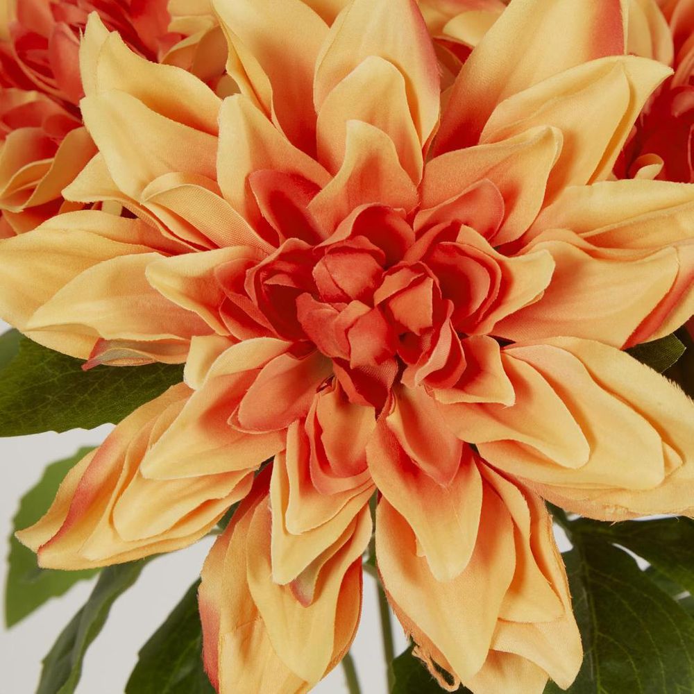 Dahlia Bush x 5 Orange image 3
