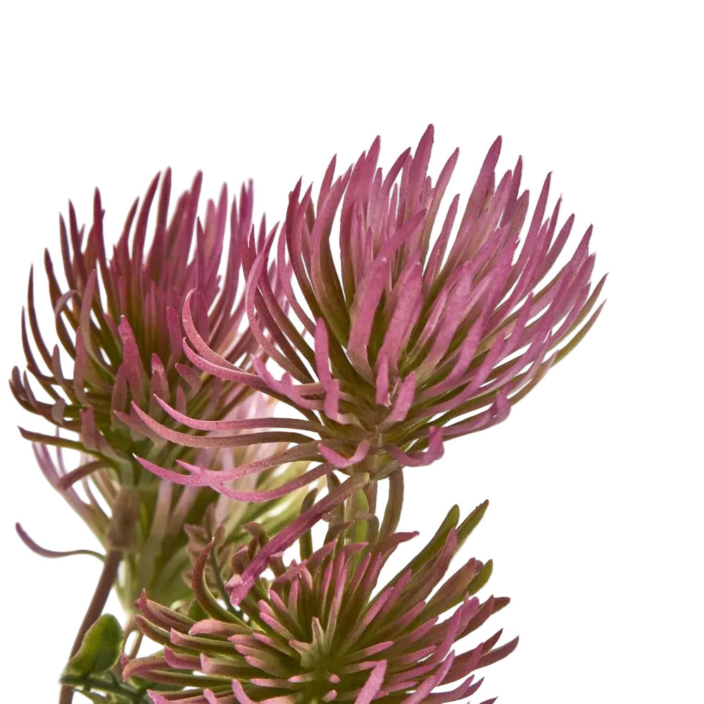 Thistle Bush x 5 Dark Pink image 3