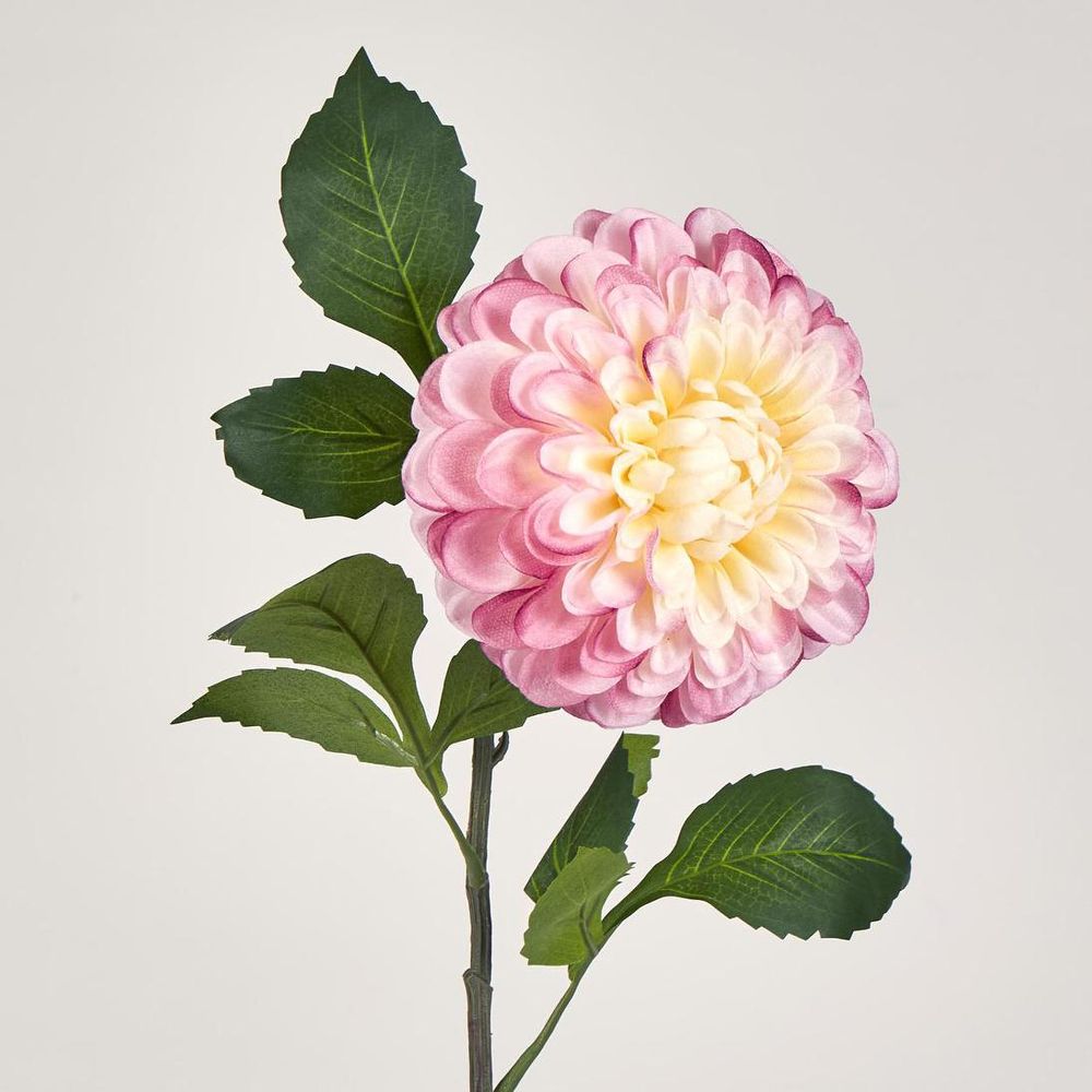 Single Ball Dahlia 74cm Yellow Pink image 2