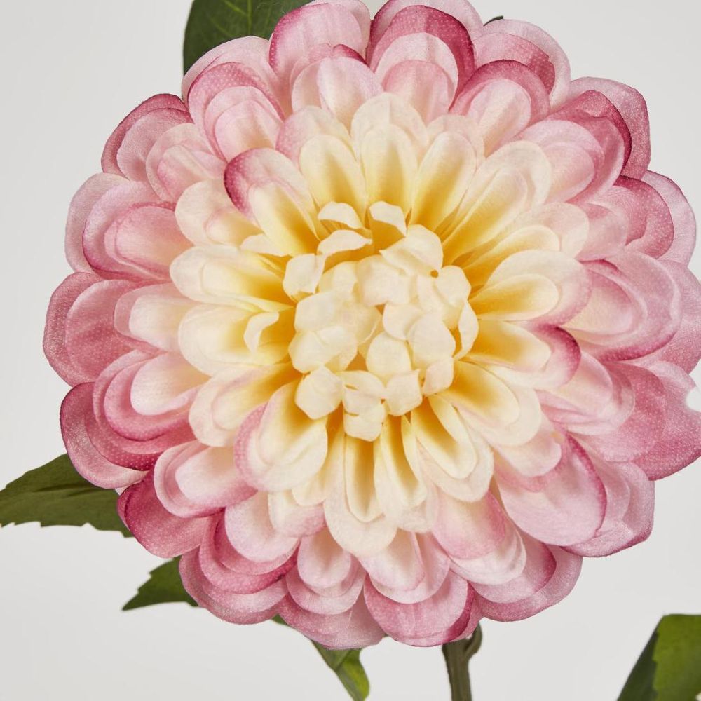 Single Ball Dahlia 74cm Yellow Pink image 3